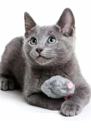 De vânzare pui de pisică Albastru de Rusia  - imagine 2