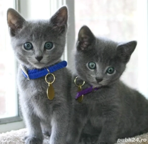 De vânzare pui de pisică Albastru de Rusia  - imagine 3