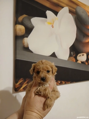 Maltipoo talie toy  - imagine 2