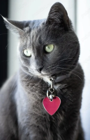 De vânzare pui de pisică Albastru de Rusia  - imagine 4