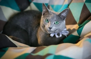 De vânzare pui de pisică Albastru de Rusia  - imagine 5