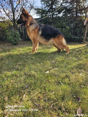 Femela ciobanesc german 2,5 ani,Fiona von Garden Mit Rosen, de vânzare 