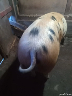 Vând porc  - imagine 2