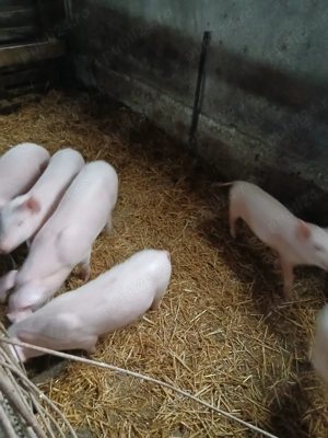 Vand purcei, sanatosi si bine ingrijiti - imagine 2