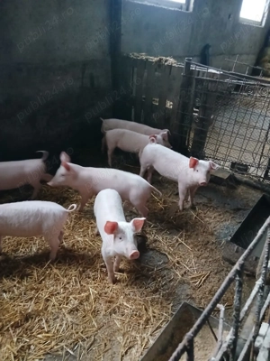 Vand purcei, sanatosi si bine ingrijiti - imagine 3