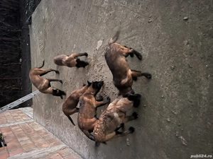 Căței Ciobănesc Belgian MalinoIs - imagine 4