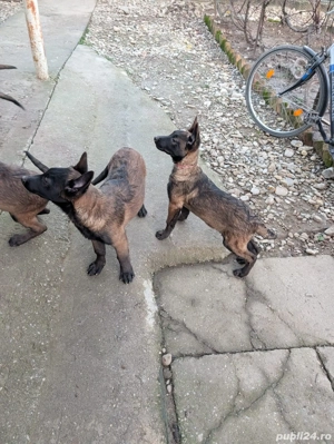 Căței Ciobănesc Belgian MalinoIs - imagine 3