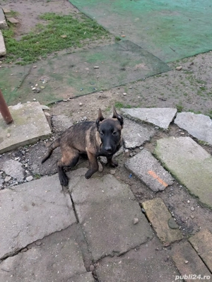 Căței Ciobănesc Belgian MalinoIs - imagine 2