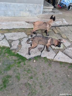 Căței Ciobănesc Belgian MalinoIs