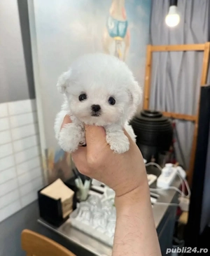 Bichon Maltez Mini Toy vaccinat  - imagine 3