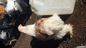 ouă incubație brahma  - imagine 2