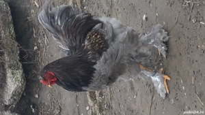 ouă incubație brahma 