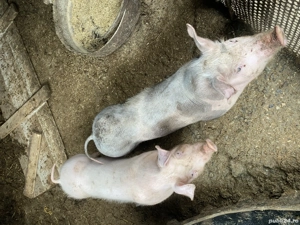 Purcei rasa buna  - imagine 2