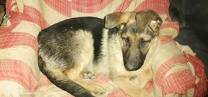 Pui ciobanesc german - imagine 2