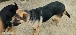 Pui ciobanesc german - imagine 3