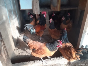 Vand oua de incubat Vorwerk - imagine 3