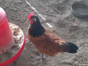 Vand oua de incubat Vorwerk - imagine 4