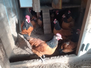 Vand oua de incubat Vorwerk - imagine 2