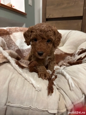 Pudel toy red disponibil - imagine 2