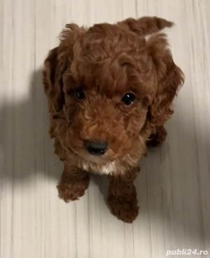 Pudel toy red disponibil