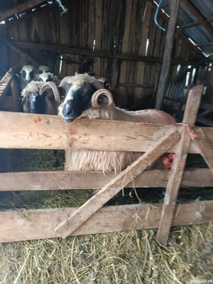 vand mior breaz - imagine 3