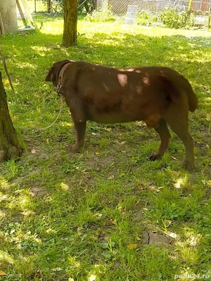 Labrador ciocolatiu( maro)