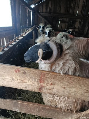 vând mior breaz  - imagine 4