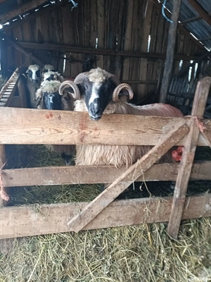 vand mior breaz - imagine 4