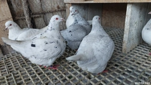 Porumbei texan - imagine 2