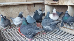 Porumbei texan - imagine 5