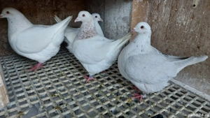 Porumbei texan - imagine 3