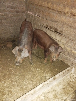 Viericași duroc 40kg si 60kg +-