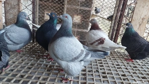 Porumbei texan - imagine 4