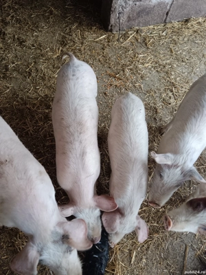 Disponibili doar 2  - imagine 2