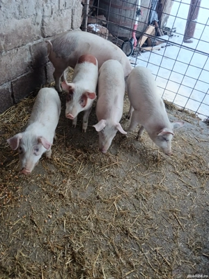 Disponibili doar 2  - imagine 3