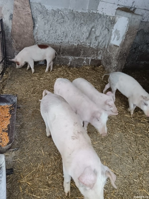 Disponibili doar 2  - imagine 5