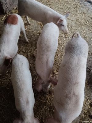 Disponibili doar 2  - imagine 4