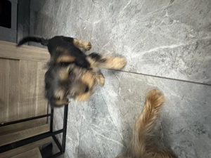 Vând căței yorkshire terrier