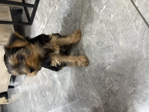 Vând cățel Yorkshire tereier - imagine 4