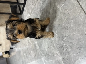 Vând cățel Yorkshire tereier - imagine 5