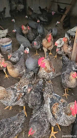 Cocoși și curci de vânzare. 