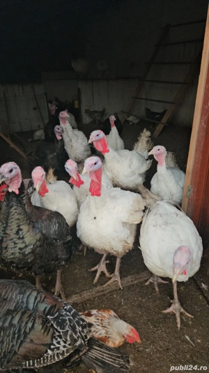 Cocoși și curci de vânzare.  - imagine 2