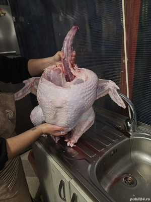 Cocoși și curci de vânzare.  - imagine 3