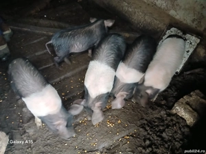 Purcei de 9 săptămâni de vanzare 500 lei bucata 