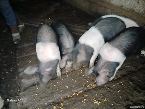 Purcei de 9 săptămâni de vanzare 500 lei bucata  - imagine 2