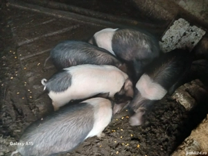 Purcei de 9 săptămâni de vanzare 500 lei bucata  - imagine 4