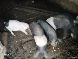 Purcei de 9 săptămâni de vanzare 500 lei bucata  - imagine 3