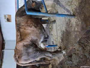 Vând sau schimb cu vaci de Tăiere  - imagine 3