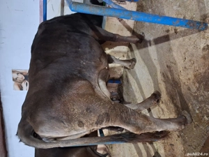 Vând sau schimb cu vaci de Tăiere  - imagine 2