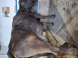 Vând sau schimb cu vaci de Tăiere  - imagine 4